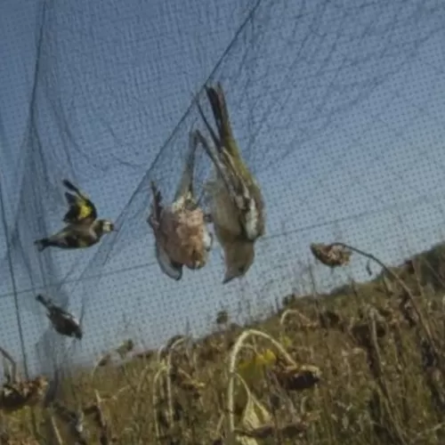 redes invisibles para cazar pájaros