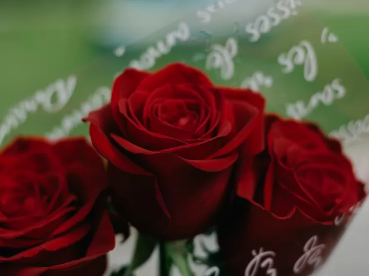 amor para ti rosas rojas