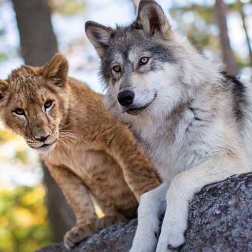 El Lobo Y El León Torrent