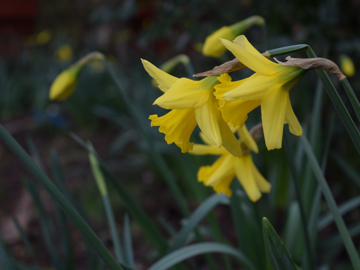 Descubre la belleza del Pink Narcissus la flor más delicada y elegante
